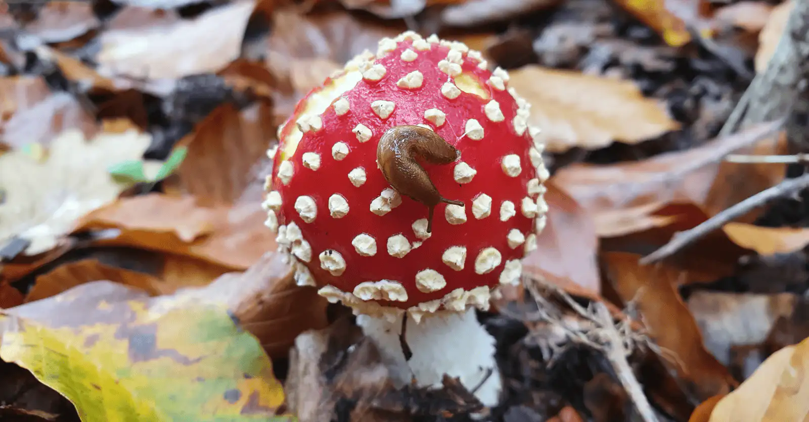 Image de l'activité : Les champignons du pied au chapeau