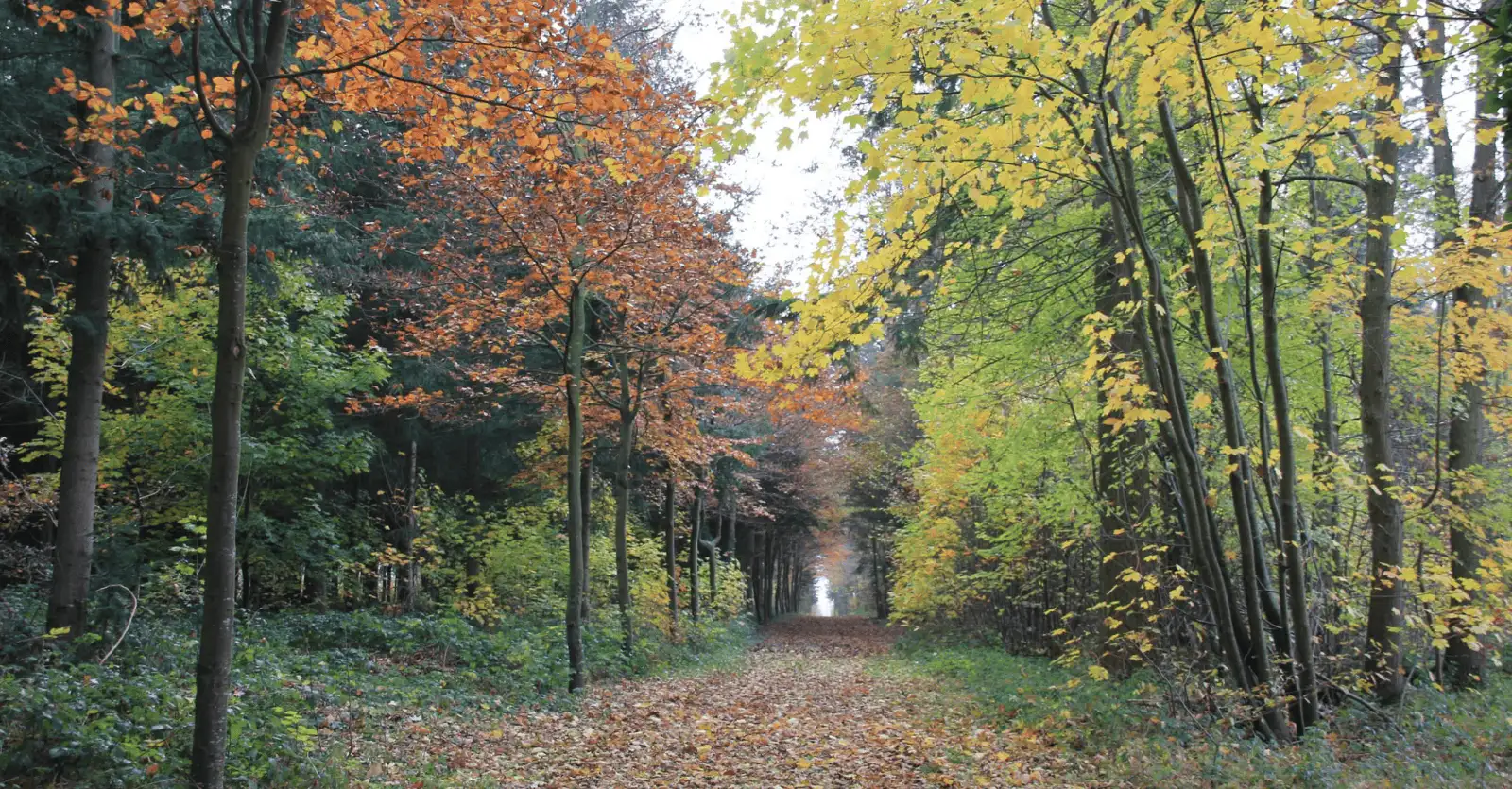 Image de l'activité : Mystérieuse forêt automnale
