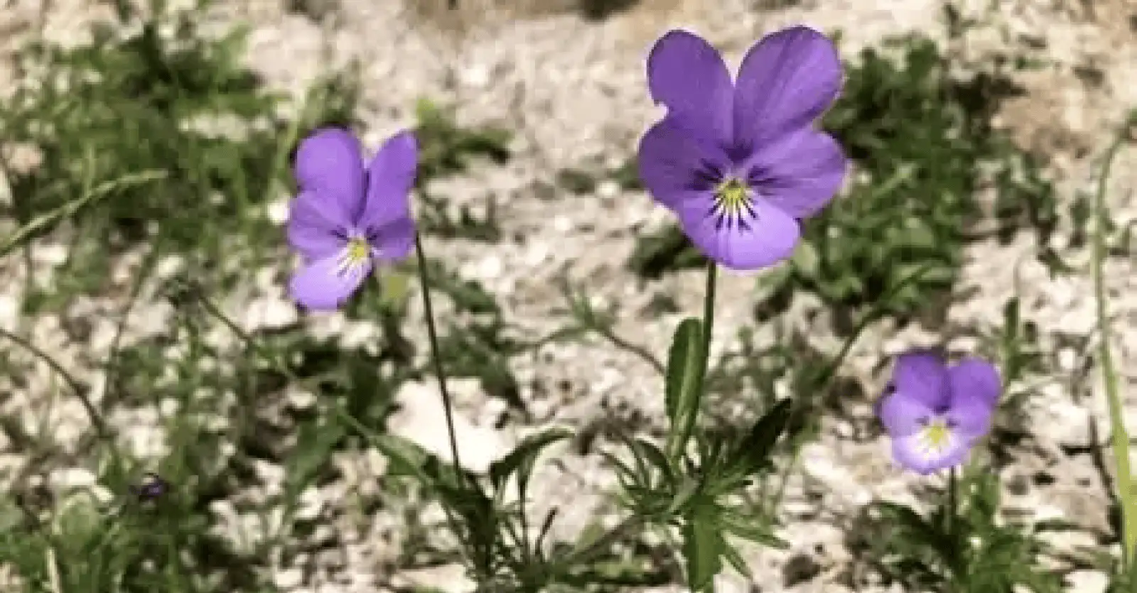 Image de l'activité : La Violette en chantier !