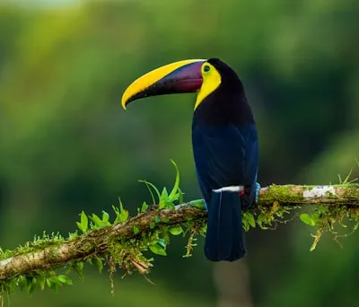 Observation des oiseaux